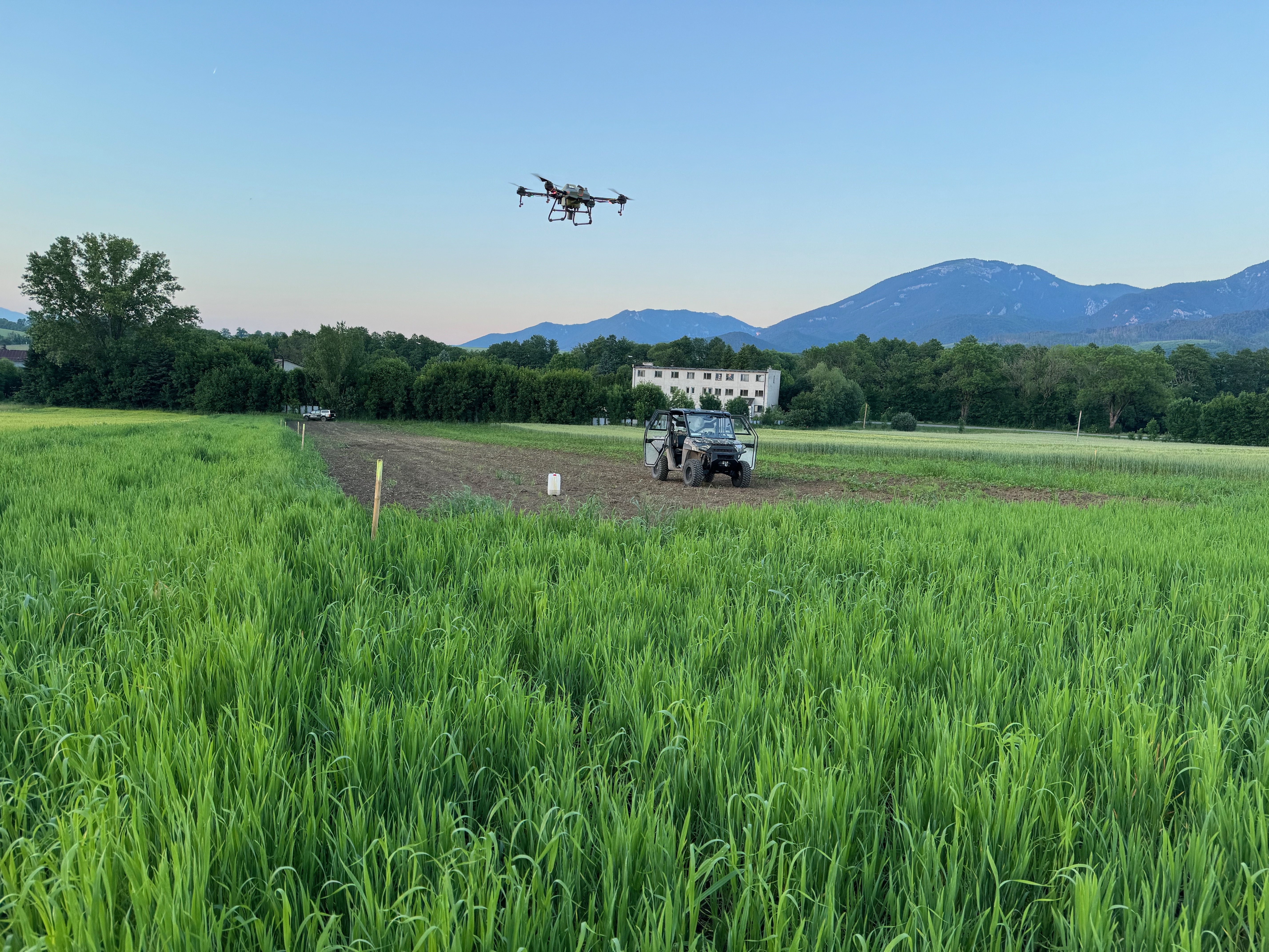 Dron aplikuje BIO listové hnojivo nad zeleným poľom jednozrnky v Mosovciach