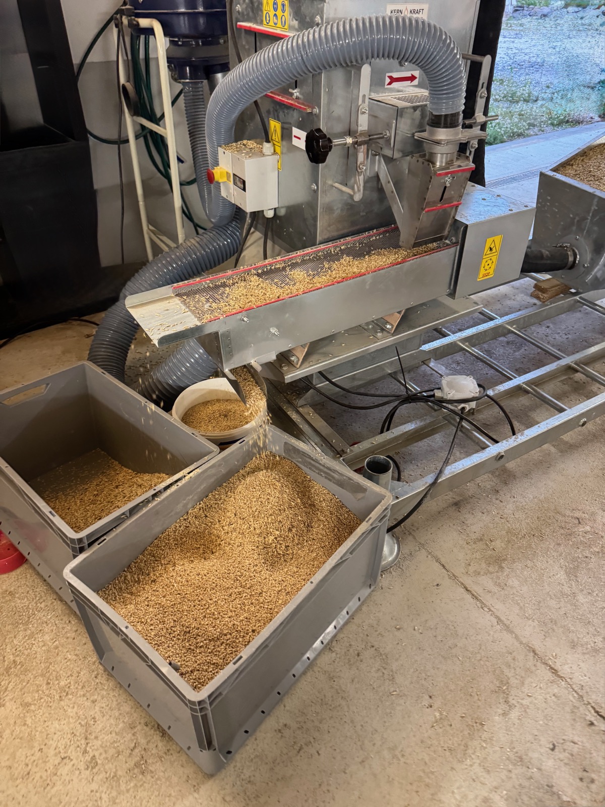 Pole dvojzrnky (emmer) v Mošovciach pred žatvou